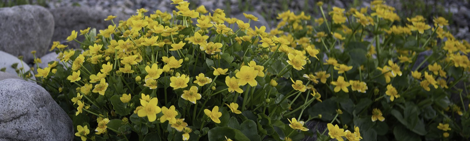 marigold