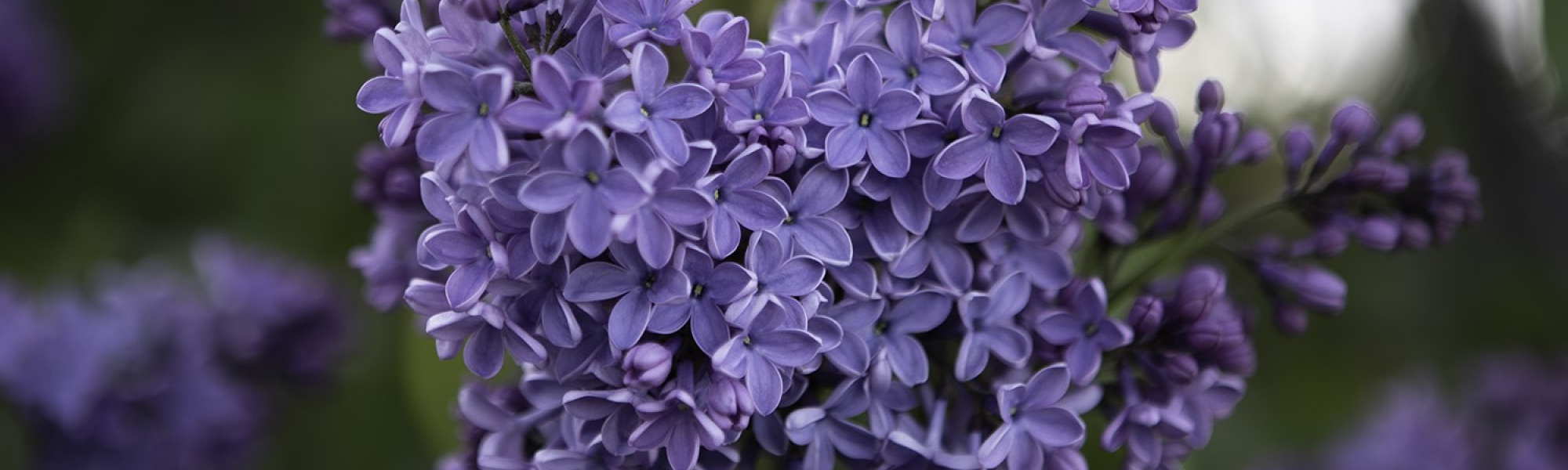 lilac