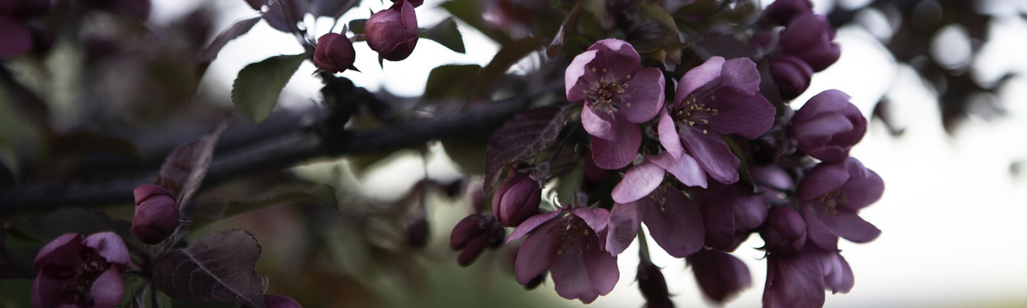 blossoms