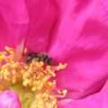 tiny sweat bee in rose.jpg